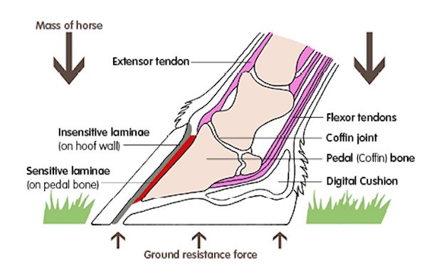 Image 3 - Annotated hoof (600px * 390px)